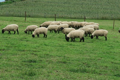 Flock of sheep grazing in field