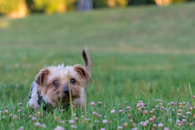 Portrait of dog on field