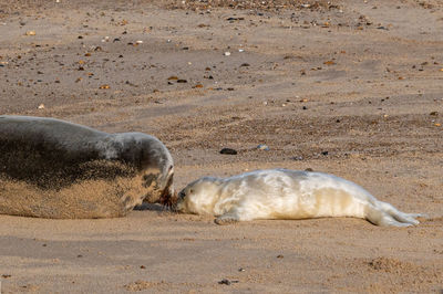 Newborn grey seal pup, halichoerus grypus, umbilical cord still visible with mother seal, horsey