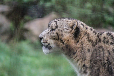 Side view of a cat in zoo