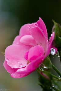 Close-up of pink flower blooming outdoors