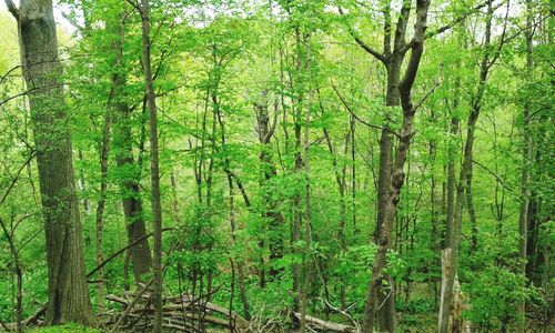 Trees in forest