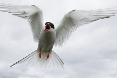 Close-up of bird flying