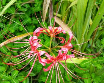 Close-up of red flower