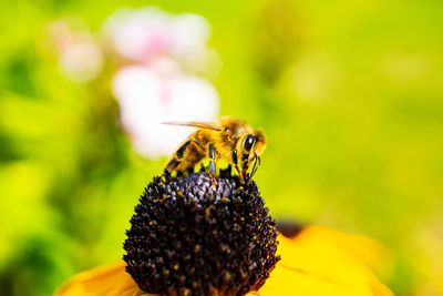 Close-up of bee pollinating on flower