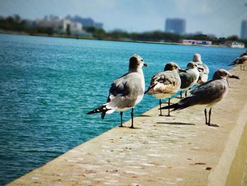 Birds in water