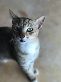 Close-up portrait of cat at home