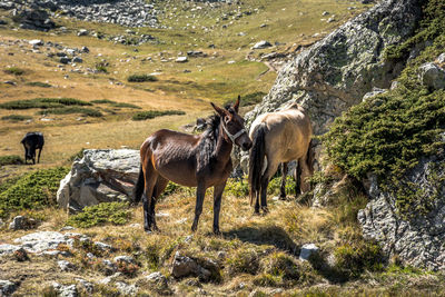 Wild horses in rila mountai, bulgaria