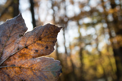 Close-up of autumn leaf on tree