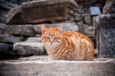 Portrait of cat sitting against wall