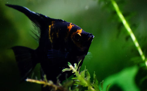 Close-up of fish swimming in sea