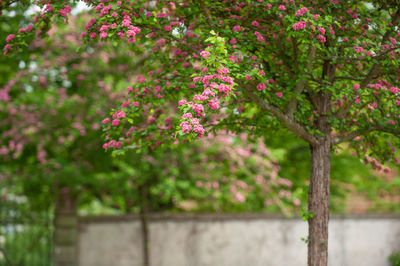 Close-up of pink flowering plant