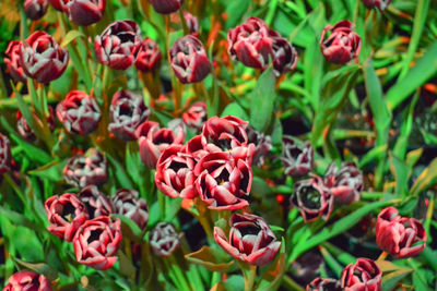 Close-up of red flowering plants