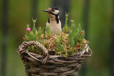 Close-up of bird perching on a plant