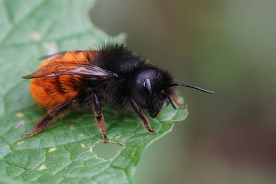 Detailed closeup on a black and orange female, european orchard mason solitary bee, osmia cornuta