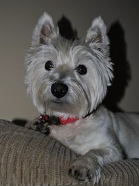 Close-up portrait of dog relaxing at home