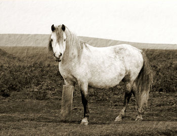 Horse standing on field