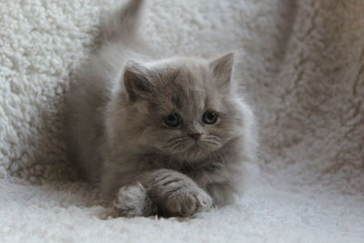 Close-up of kitten