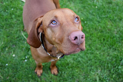 Close-up portrait of a dog on field