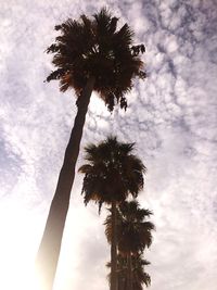 Low angle view of palm tree against sky