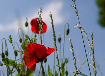 Close-up of red hibiscus blooming against sky