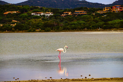 Birds on a sea