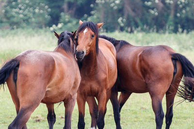 Horse standing in a field