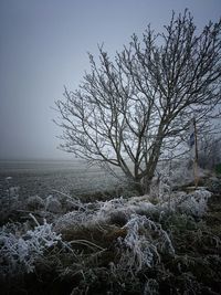 Trees on snow against sky