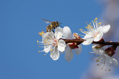 Low angle view of bee on white flower