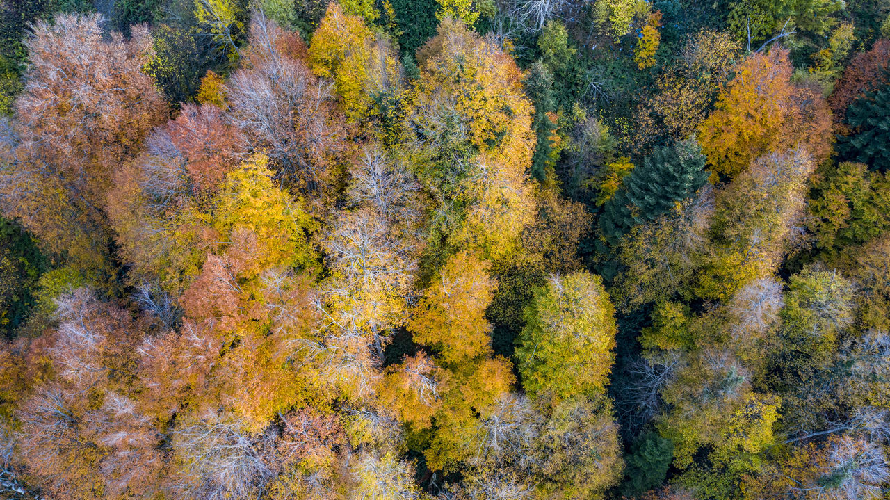 HIGH ANGLE VIEW OF AUTUMN TREES AND ROCKS