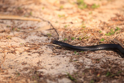 Close-up of lizard on land