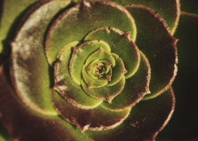 Close-up of succulent plant