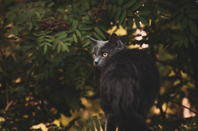 Gray cat looking away