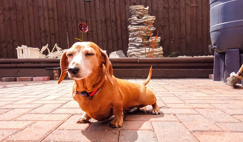 Dog sitting on footpath