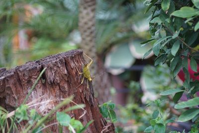 Close-up of lizard on tree trunk in forest