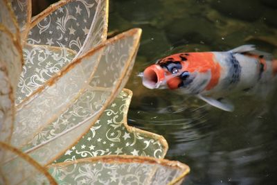 Close-up of fish swimming in lake