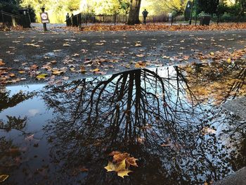 Reflection of autumn leaves on puddle