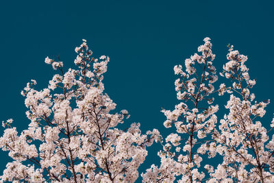 Low angle view of cherry blossom against blue sky