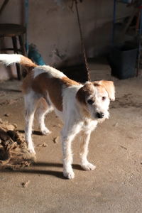 Portrait of dog standing outdoors