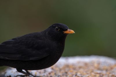 Close-up of bird perching