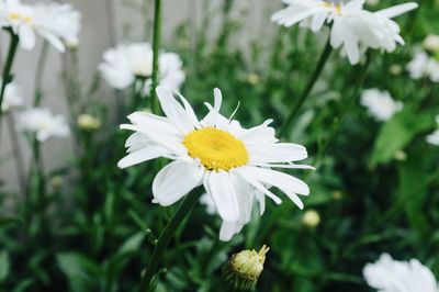 Close-up of fresh white daisy flowers