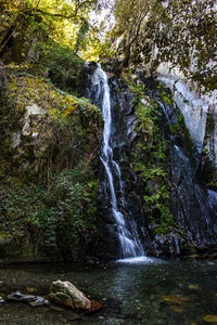 Scenic view of waterfall in forest