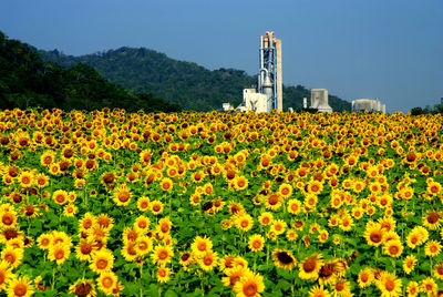 Scenic view of flowering plants on field against sky