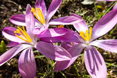 Close-up of purple crocus flowers