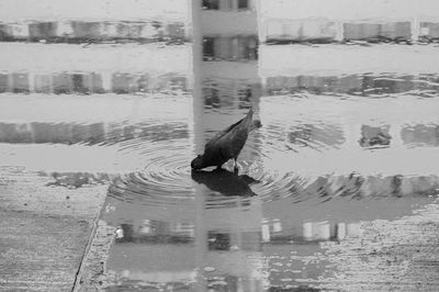 Bird swimming in lake