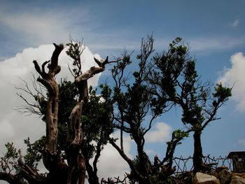 Low angle view of trees against cloudy sky