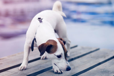 Close-up of a dog on pier