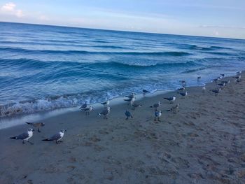 Flock of seagulls on beach