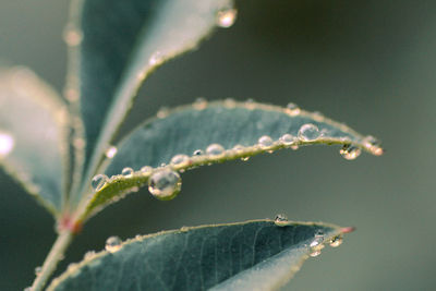 Close-up of water drops on plant