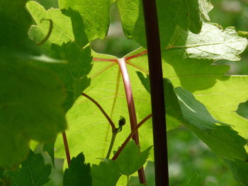 Close-up of green leaves on plant